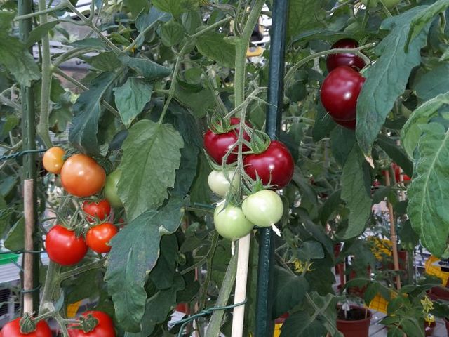 Tomato bush with red, purple and unripe tomatoes.