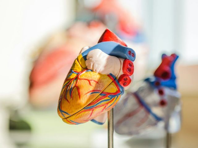 Modell eines Herzens