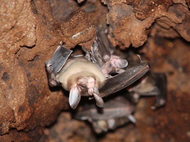 Two bats hanging from the ceiling of a cave