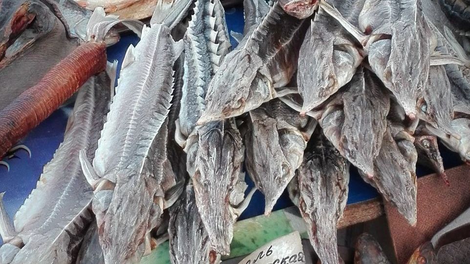 Störe auf einem osteuropäischen Fischmarkt Störe auf einem osteuropäischen Fischmarkt