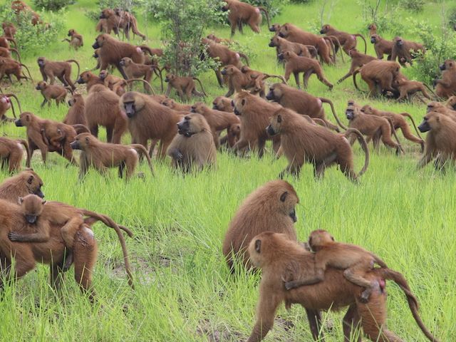 Great group of Guinea baboons