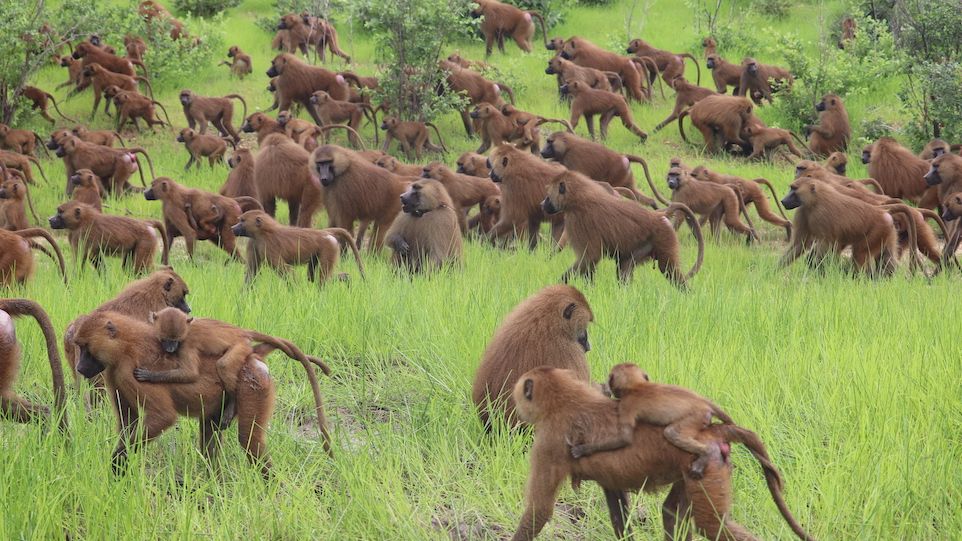 Great group of Guinea baboons