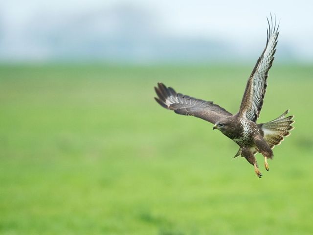 Mäusebussard im Flug