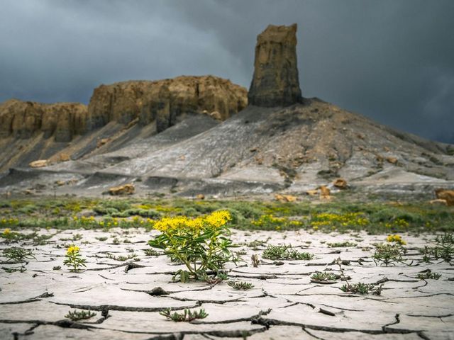 Ausgetrockneter Boden mit gelben Blumen