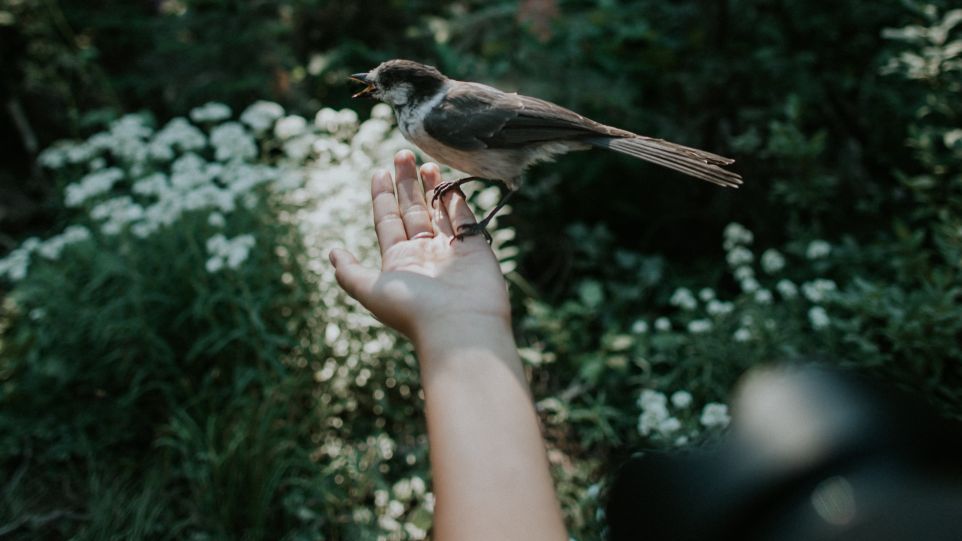Vogel auf einer Hand vor Waldhintergrund