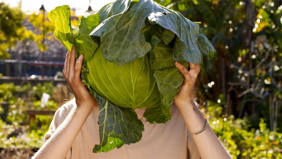Person, die sich einen großen Kopf Weißkohl vor das Gesicht hält