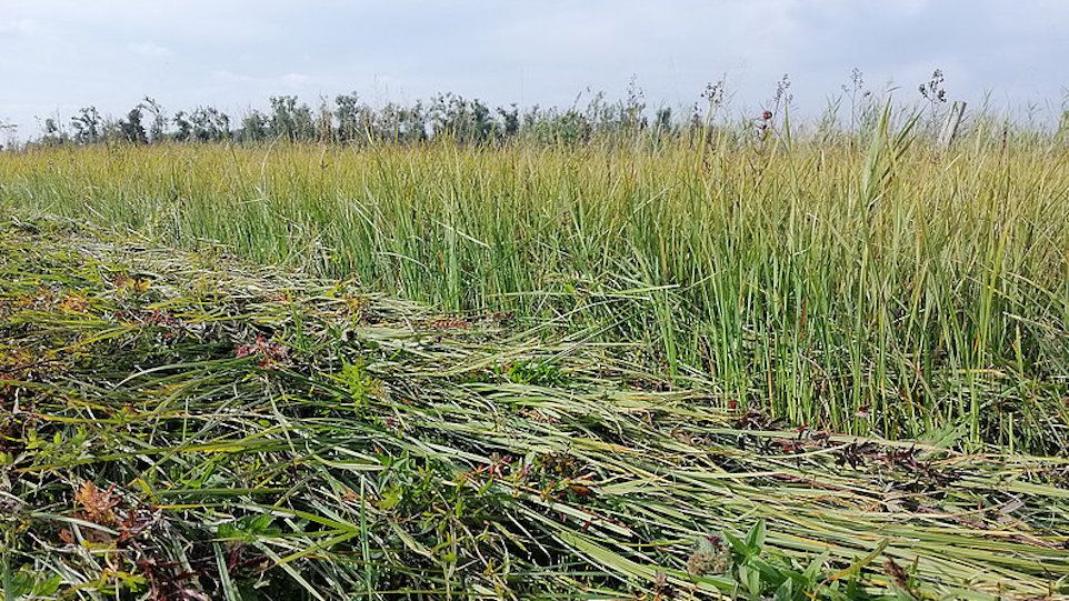 Biomassennutzung auf wiedervernässten Flächen