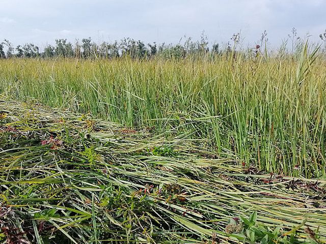 Biomassennutzung auf wiedervernässten Flächen