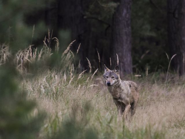 Wolf auf einer Lichtung im Wald