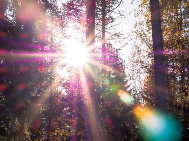 Sonnenstrahlen im Wald