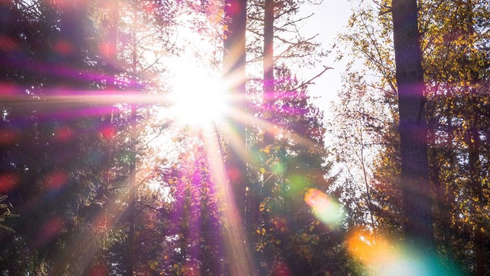 Sonnenstrahlen im Wald