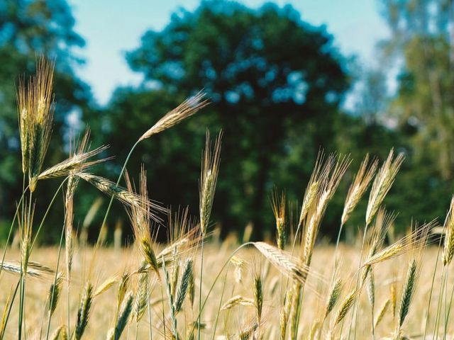 Barley field