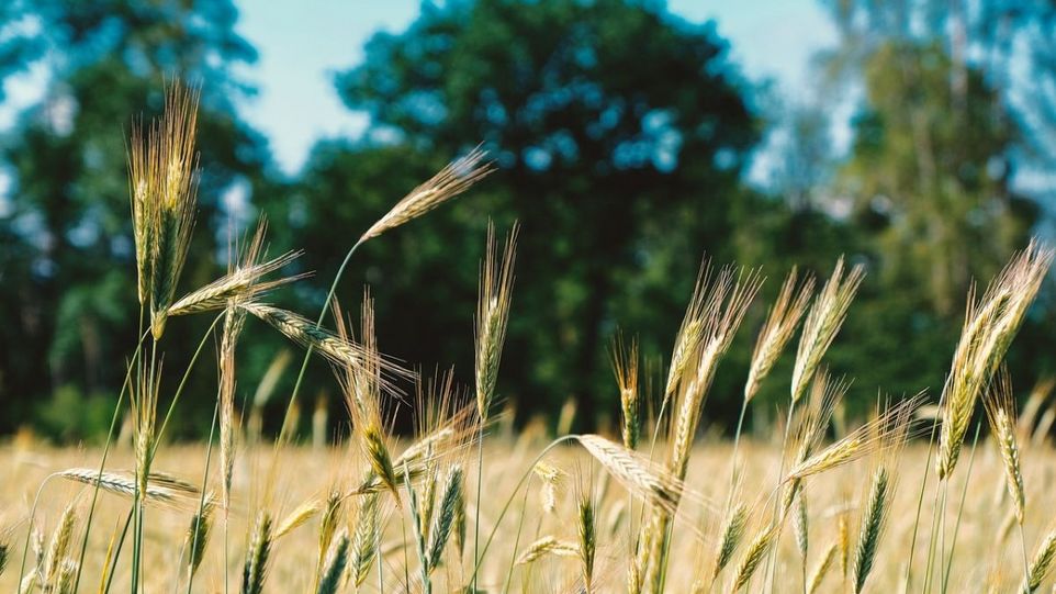 Barley field