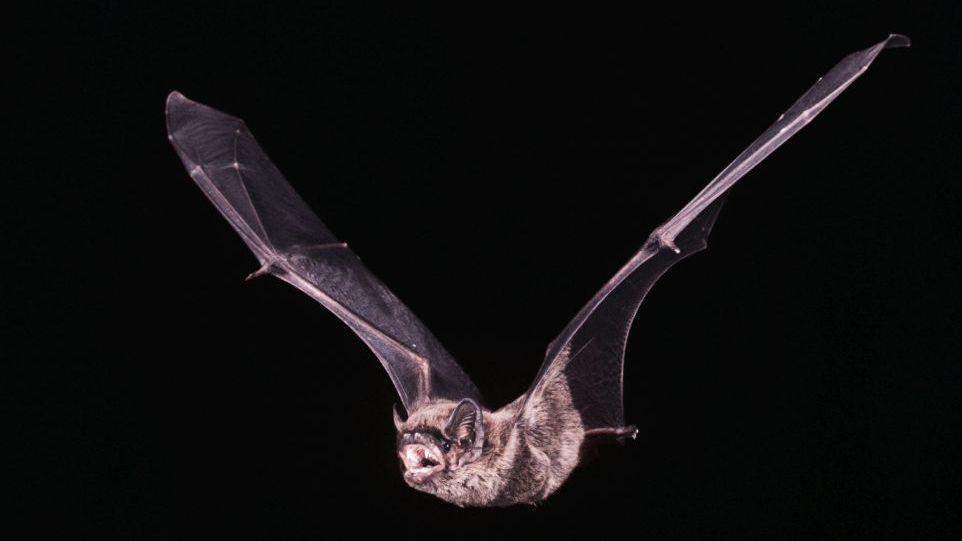 Kleinabendsegler Fledermaus im Flug