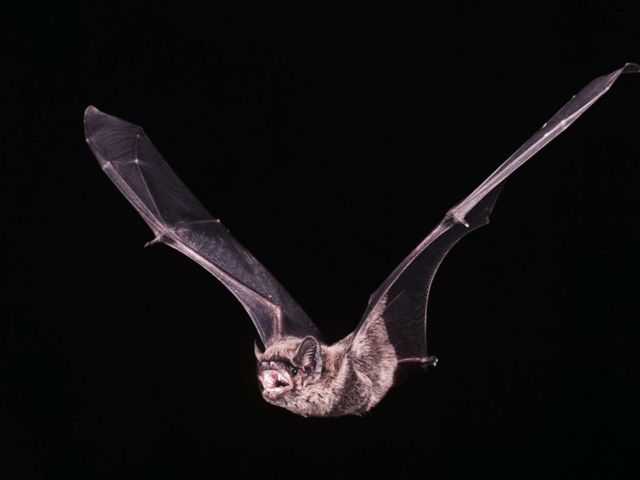 Fledermaus im Flug