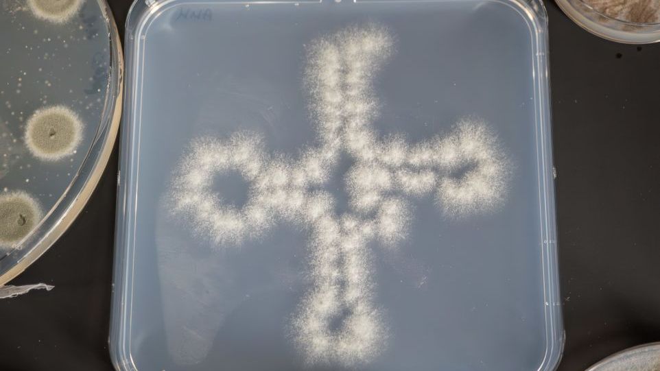 Aspergillus fumigatus-Kolonien, die in Form eines tRNA-Moleküls ausgestrichen wurden. Petrischale mit Pilz