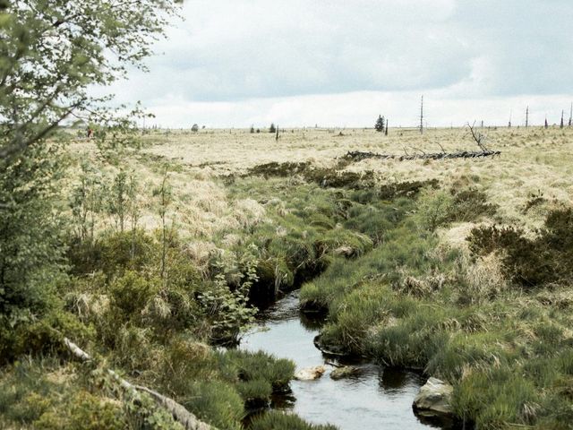 Moor