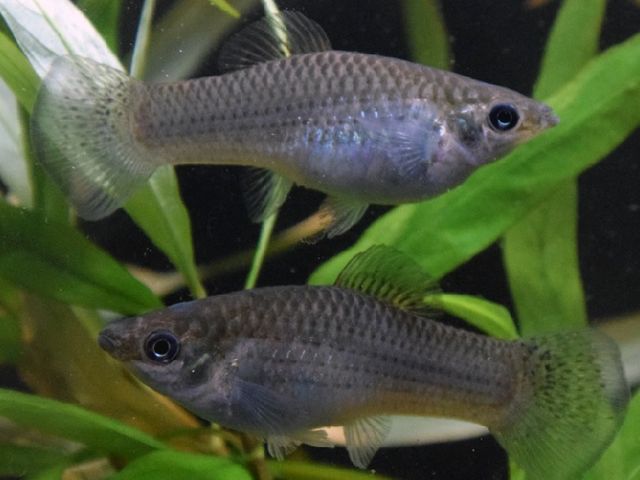 Amazon mollys are natural clones of their mother, therefore genetically identical. Two identical looking fish