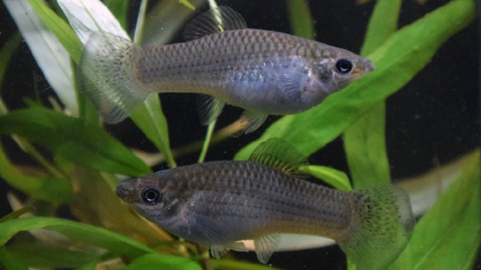 Amazon mollys are natural clones of their mother, therefore genetically identical. Two identical looking fish