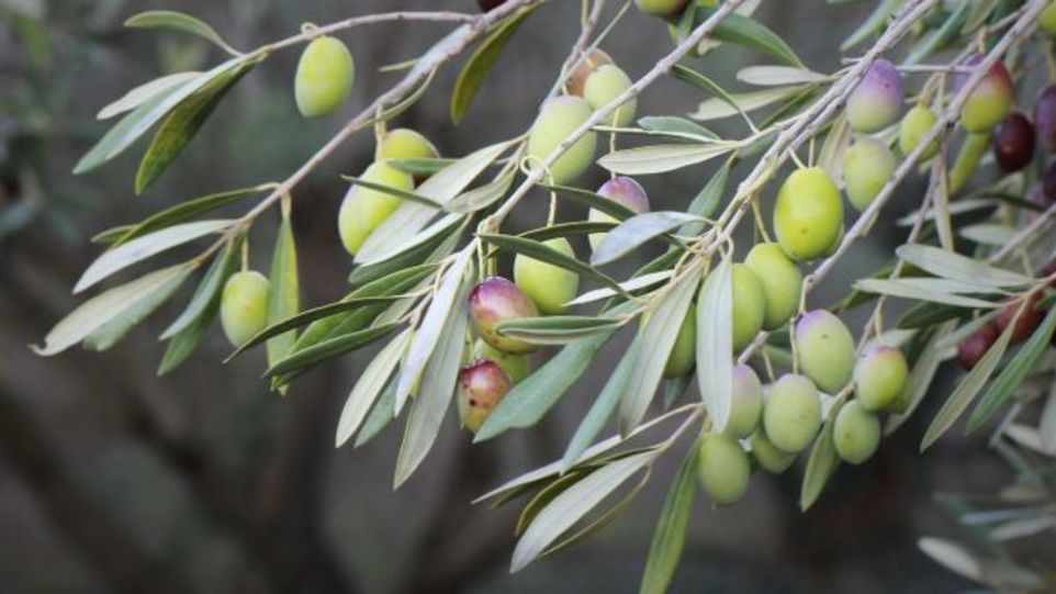 Das Bild zeigt einen Olivenbaum.