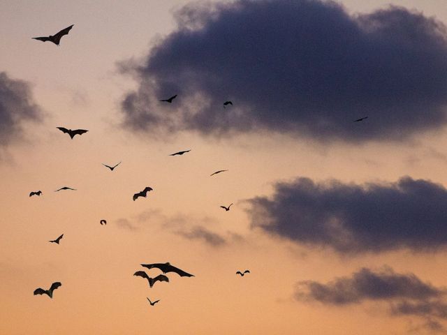 Bats in the evening sky