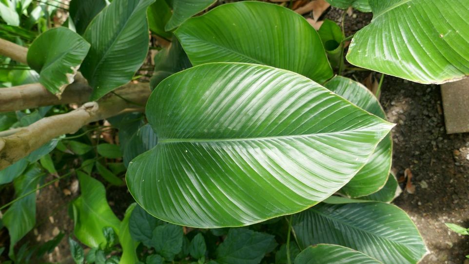 Katamfe (Thaumatococcus daniellii): Aus ihren Früchten wird der Süßsstoff Thaumatin gewonnen. Blätter der Katamfe-Pflanze