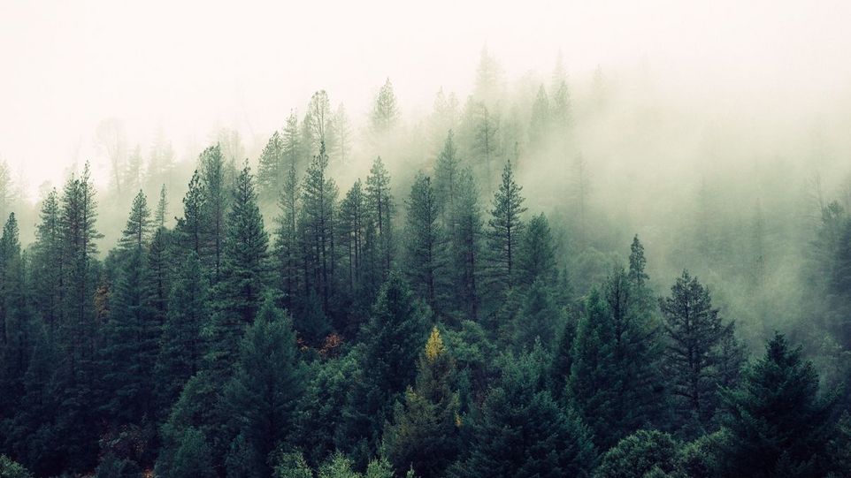 Forest in fog