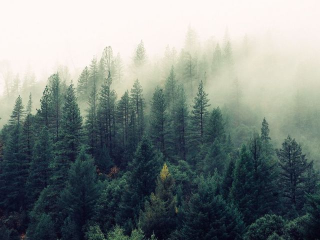 Forest in fog
