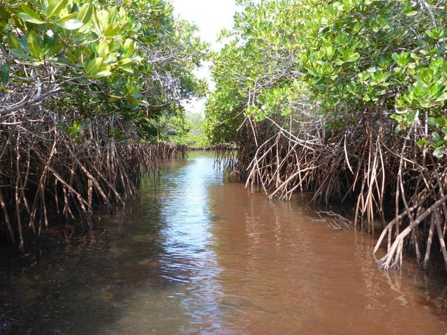 Mangrovenwald am Fluss