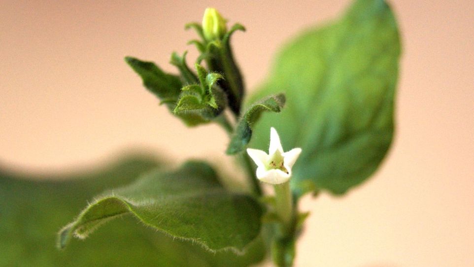 Modellpflanze Nicotiana benthamiana (Tabakpflanze) Pflanze mit weißer Blüte