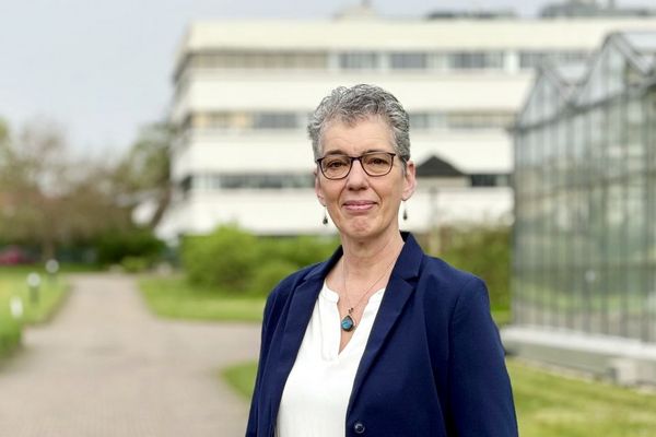 Wehrbare Pflanzen: Weniger Pflanzenschutz, ausreichend Gemüse?