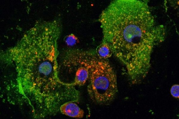 Unknown mechanism of action discovered