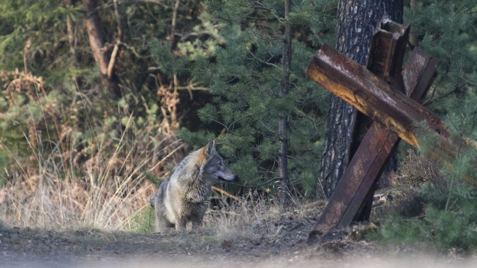 Wolf im Wald