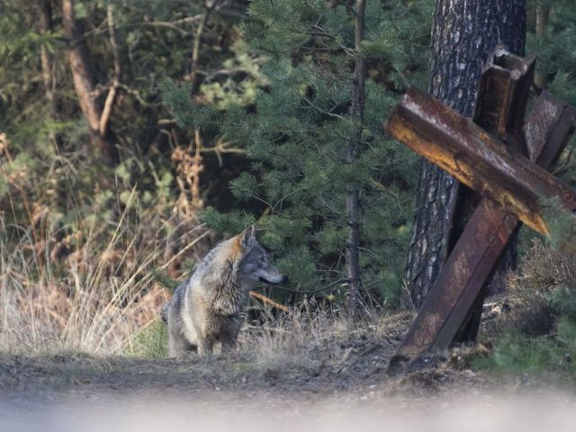 Wolf im Wald