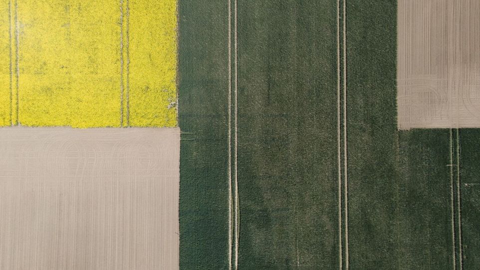Luftansicht eines Feldes mit Pflanzenarten unterschiedlicher Farbe
