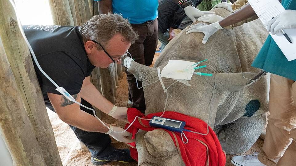 Dr. Frank Göritz und Team behandeln ein betäubtes Breitmaulnashorn.
