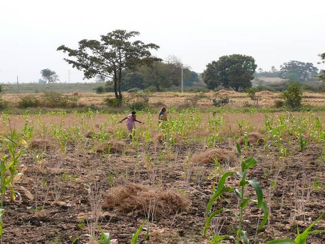 zwei Frauen auf bepflanztem Feld oder auf indischer Savanne