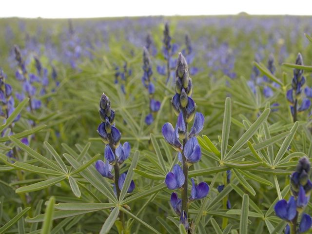 Blühende Lupinen 