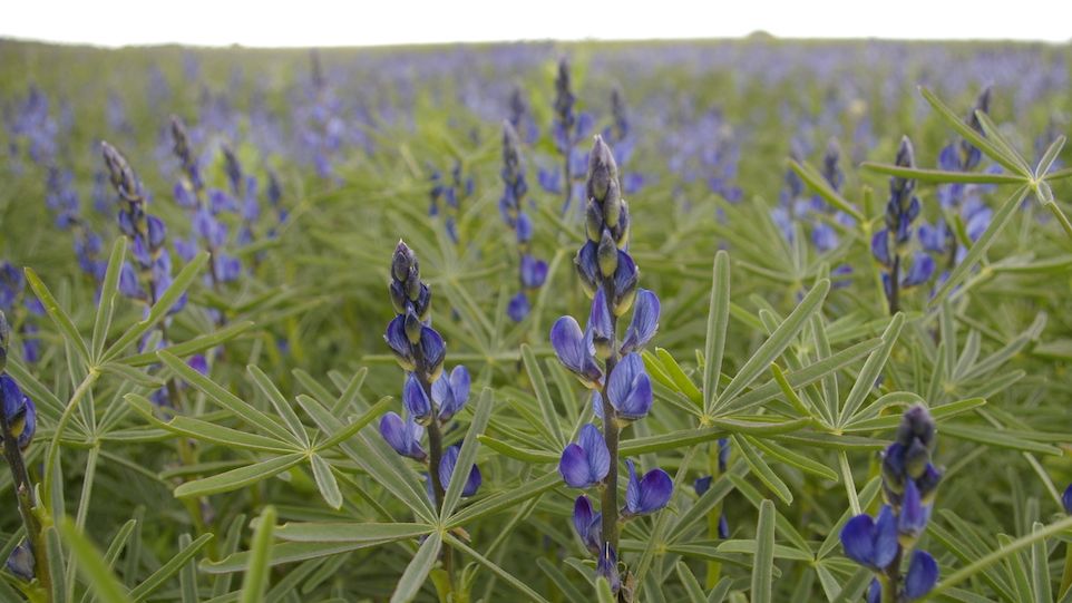 Blühende Lupinen 