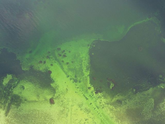 Green algal blooms on bodies of water