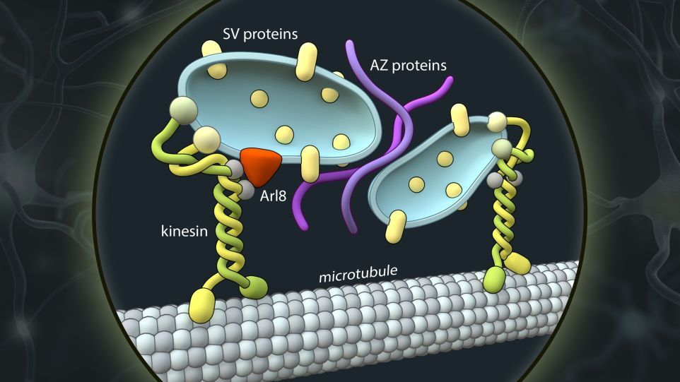 Schematische Darstellung der axonalen Transportvesikel (blau), die präsynaptische Proteine (SV- und AZ-Proteine) befördern. Kinesin-Motorproteine (KIF1A) binden an diese Vesikel und transportieren sie entlang der Axone zum Ort der Synapsenbildung. Grafik der Transportvesikel, die Proteine befördern.