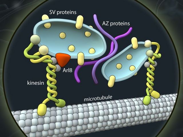 Grafik der Transportvesikel, die Proteine befördern.