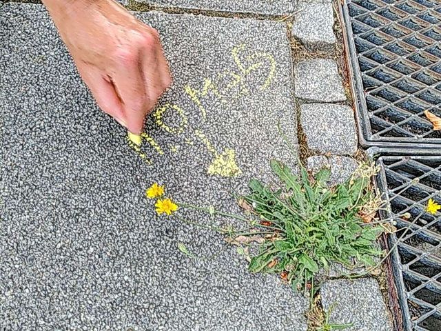 : Eine Hand beschriftet mit Kreide eine Wildpflanze am Straßenrand.