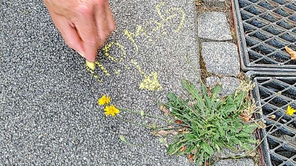 : Eine Hand beschriftet mit Kreide eine Wildpflanze am Straßenrand.