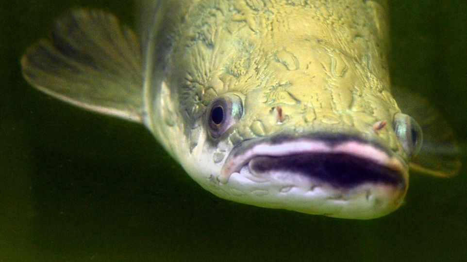 The arapaima lives in the Amazon and is one of the largest freshwater fish in the world. Fish of the "Arapaima" species