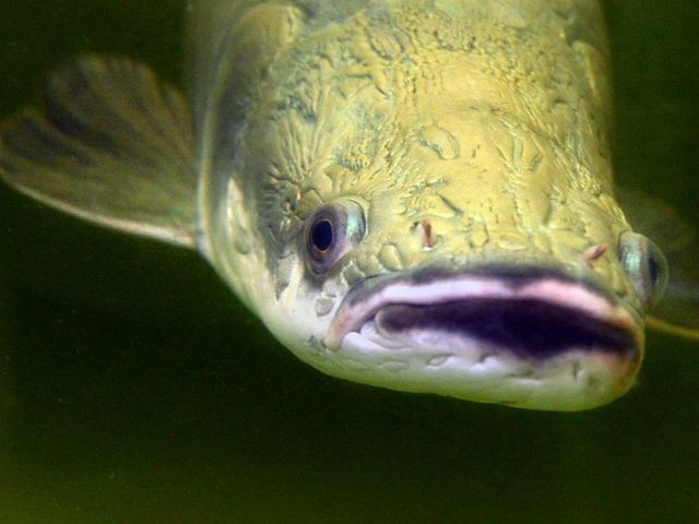 The arapaima lives in the Amazon and is one of the largest freshwater fish in the world. Fish of the "Arapaima" species