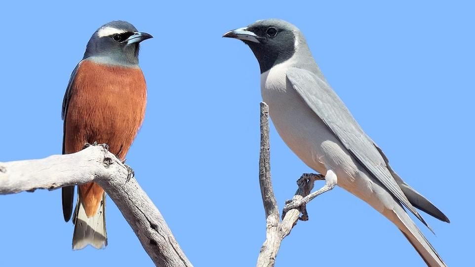 Maskenschwalbenstar und Weißbrauenschwalbenstar