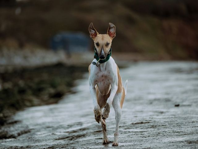 Whippet