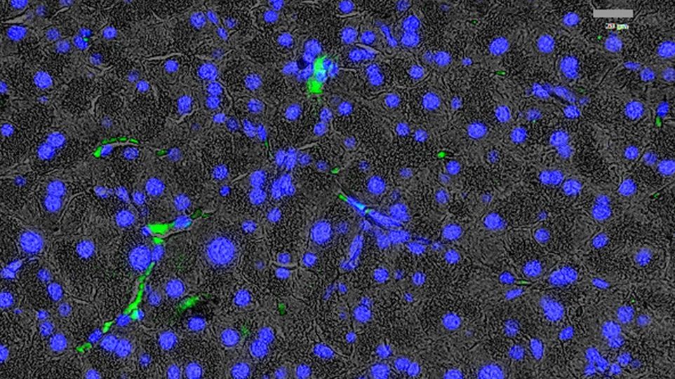 Blaue Punkte mit wenigen hellgrünen Verbindungen auf grauem Hintergrund 