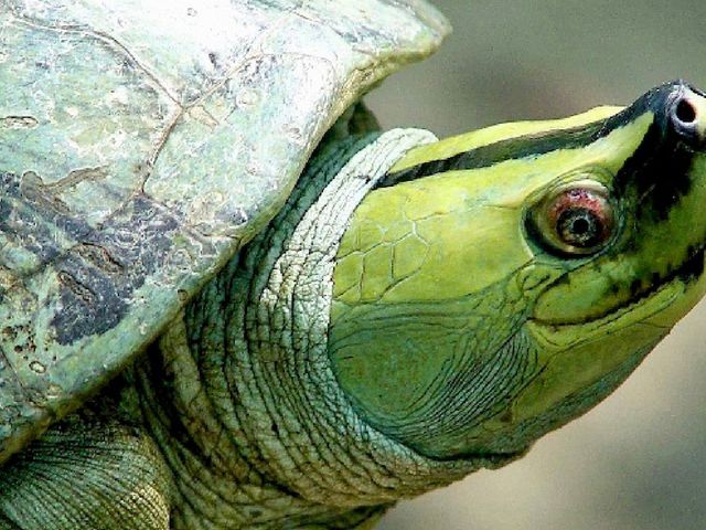 Nahaufnahme einer asiatischen Flussschildkröte